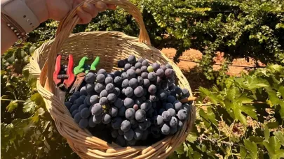 Urla’da Geleneksel Bağ Bozumu Şenlikleri 14 Ağustos’ta