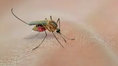 Çin’de Chikungunya Virüsü Hızla Yayılıyor