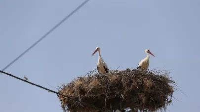 Yaren leyleğin yavruları göç yolculuğuna çıktı