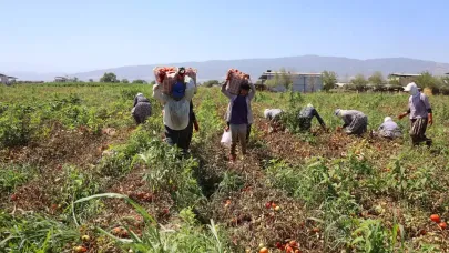 Domates işçileri: Günlük 1500 TL için güneşle savaşıyor
