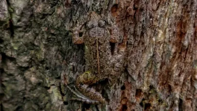 Doğa fotoğrafında kurbağanın gizli oyunu