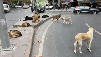 Valilikten sokak hayvanlarına toplama kararı