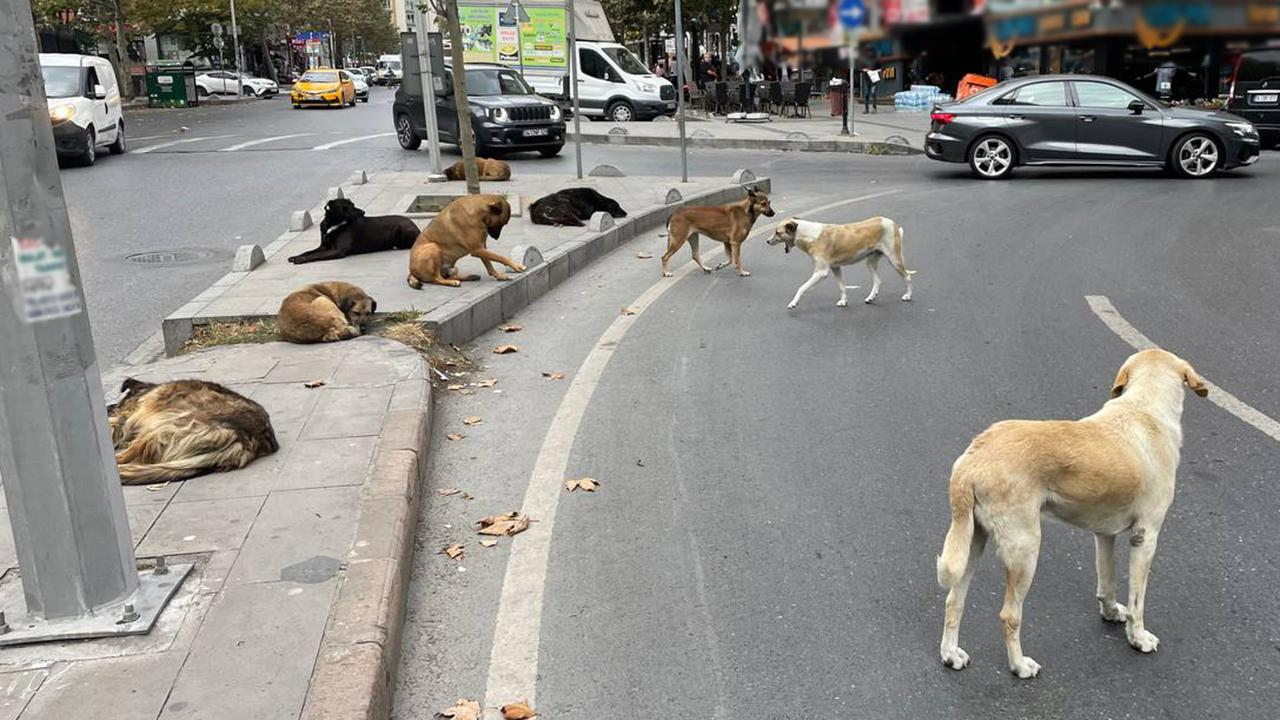 Valilikten sokak hayvanlarına toplama kararı