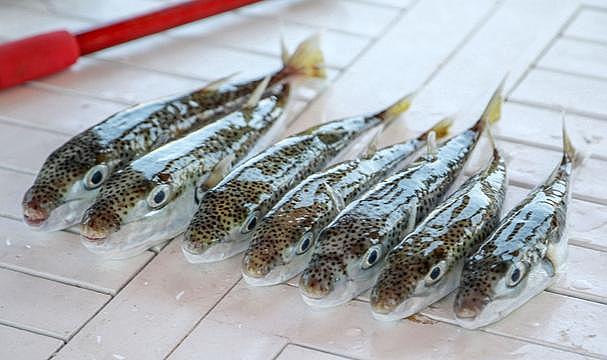 Balon balığına destek artırıldı: 35 TL ödenecek