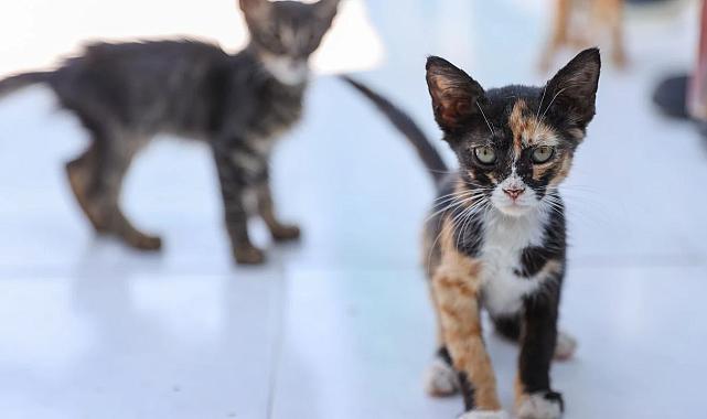 Buca’dan Can Dostlarına Sevgi Dolu Çağrı