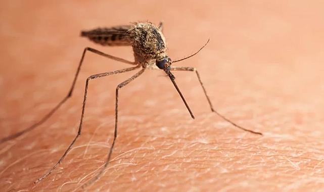 Çin’de sivrisinek alarmı: 7 bini aşkın virüs vakası