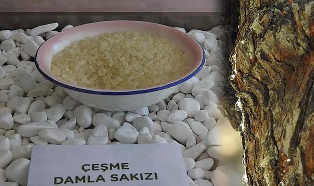 Dünyada sadece Yunanistan Sakız Adası&#039;nda ve Çeşme Yarımadası’nda yetişiyor: Ağaçlardan sakız damlayacak...