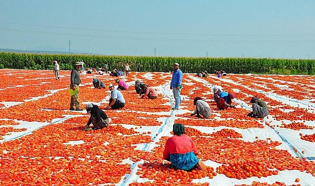 Gediz Ovası domatesle kırmızıya büründü