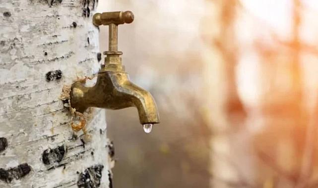 Huş ağacı özsuyu: Şifasıyla yeniden gündemde