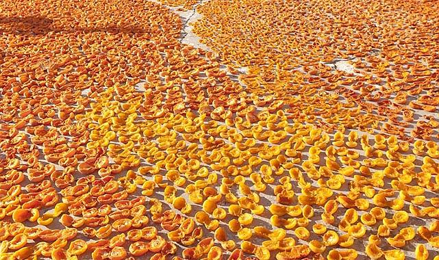 İklim krizi Malatya kayısısında rekor kayıp