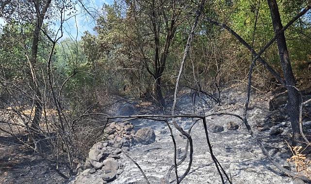 Manisa Selendi'de orman yangını: 5 dönüm kül oldu