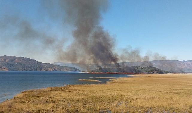 Muğla&#039;da sazlık yangını kontrol altına alındı