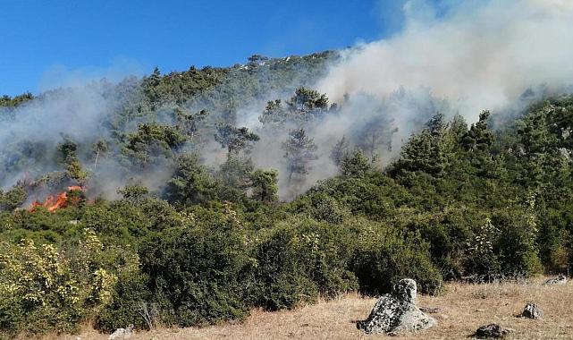 Soma’da orman yangını çıktı, müdahale sürüyor