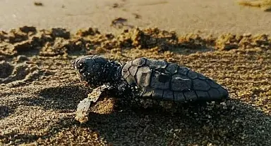 Yılın ilk caretta caretta yavruları yuvadan çıktı