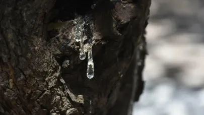 Çeşme’de damla sakızı hasadı başladı