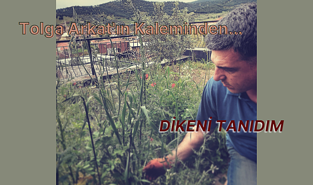 Dikeni Tanıdım