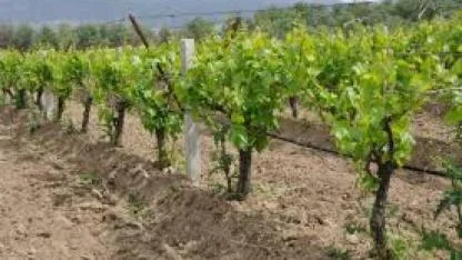 İzmir, bağcılık kültürünü Avrupa’ya taşıyor