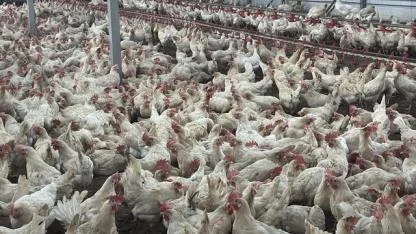 Bolu'da üreticilere "kuş gribi" uyarısı