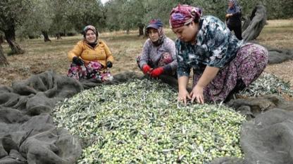 Bornova Belediyesi’nden üreticiye büyük destek