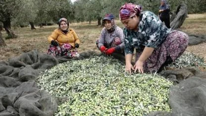 Bornova Belediyesi’nden üreticiye büyük destek