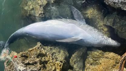 İzmir'de balıkçı ağlarına takılan yunus karaya vurdu