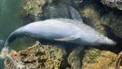 İzmir'de balıkçı ağlarına takılan yunus karaya vurdu