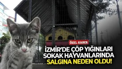 İzmir’de çöp yığınları sokak hayvanlarında salgına neden oldu!
