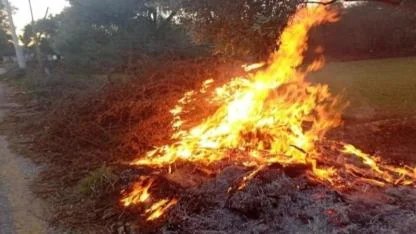 Muğla'da çıkan orman yangınları erken müdahale ile kontrol altında