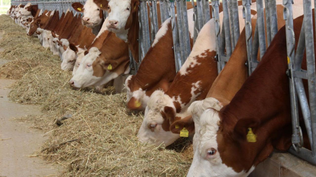 Şap tehlikesi İzmir&#039;e de sıçradı: Yeni zam yolda