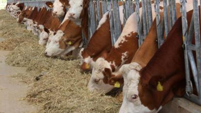 Şap tehlikesi İzmir'e de sıçradı: Yeni zam yolda