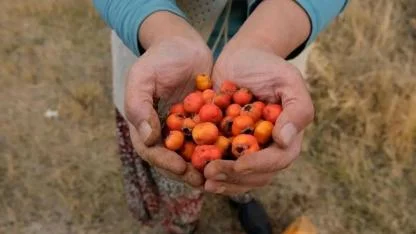 Şifalı meyvede hasat zamanı