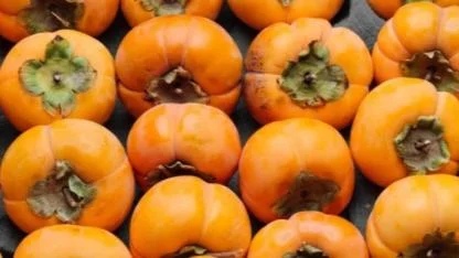 Cennet  Hurmasının bereketi köyü   geçindiriyor.