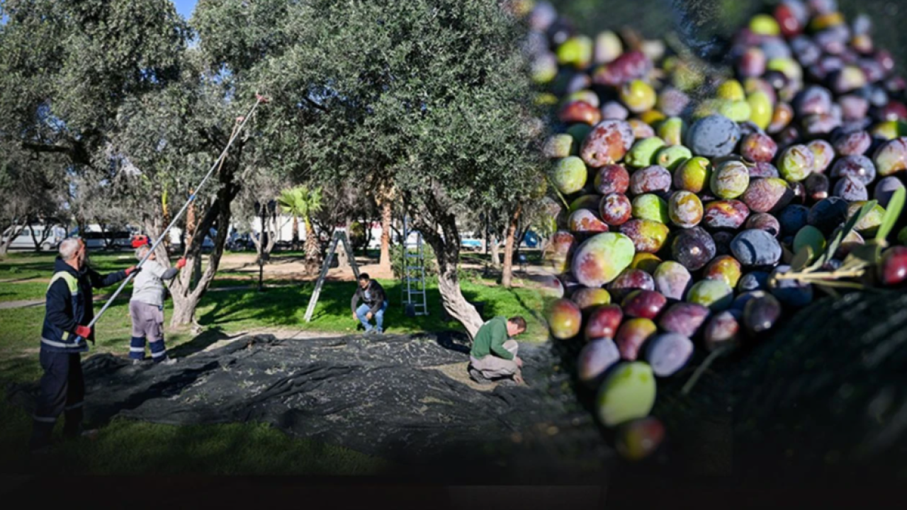 Bornova&#039;da zeytinyağları ihtiyaç sahipleri için raflarda yerini aldı!