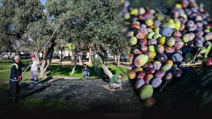 Bornova'da zeytinyağları ihtiyaç sahipleri için raflarda yerini aldı!