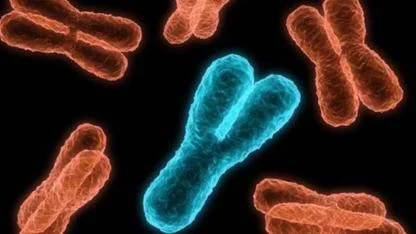 Erkekler bitiyor... Y kromozomu yok oluyor