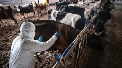 Urla ve Seferihisar’da karantina: Hayvanlarda şap tespit edildi