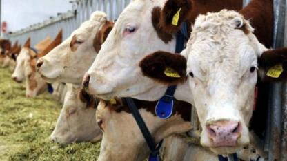 2026’da 500 bin baş besilik sığır ithalatı yapılacak