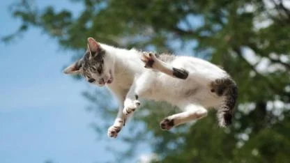 Başına kedi düşen kadın 50 Bin lira tazminat aldı