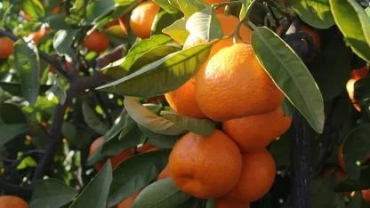 Çiftçiler 2025’i “Felaket Yılı” İlan Etti: Tarımda Enflasyon Yüzde 100’e Dayandı