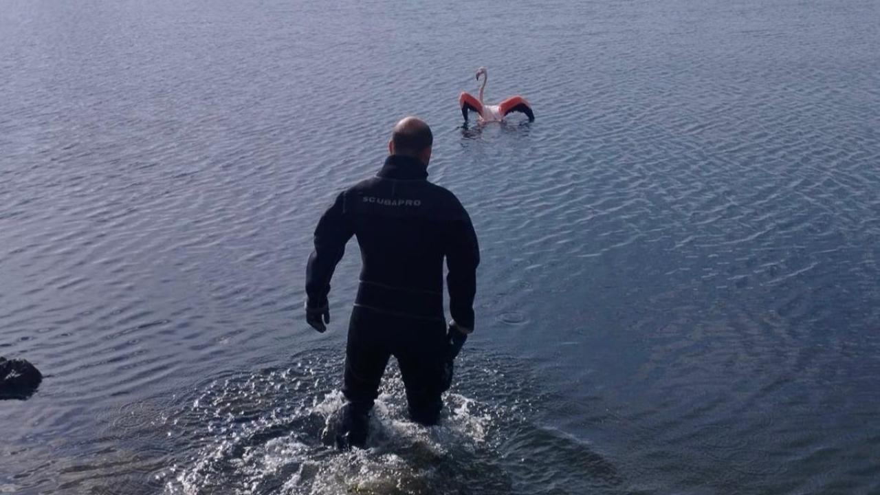 İnciraltı’nda İtfaiyeden Doğaya Umut Olan Müdahale: İpe Dolanan Flamingo Kurtarıldı