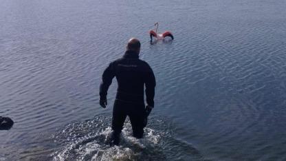 İnciraltı’nda İtfaiyeden Doğaya Umut Olan Müdahale: İpe Dolanan Flamingo Kurtarıldı