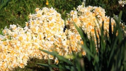 İzmir’in nergis cennetine imar darbesi: Üretim azaldı, festival ilk günde biter