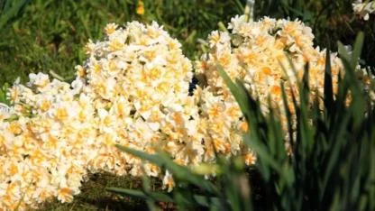İzmir’in nergis cennetine imar darbesi: Üretim azaldı, festival ilk günde biter