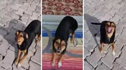 TikTok’ta 30 milyon izlenen Boncuk için yardım çağrısı: Eski sahibinden tehdit iddiası