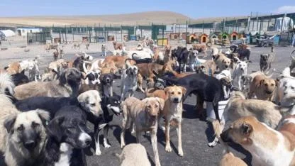 98 Bin Metrekarelik Umut… Üç Belediyeden “Can Dostlar” İçin Ortak Adım