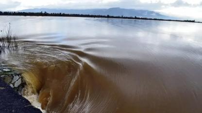 Şiddetli Yağış Kuşadası ve Söke’de Tarımı Vurdu: 46 Koyun Telef Oldu