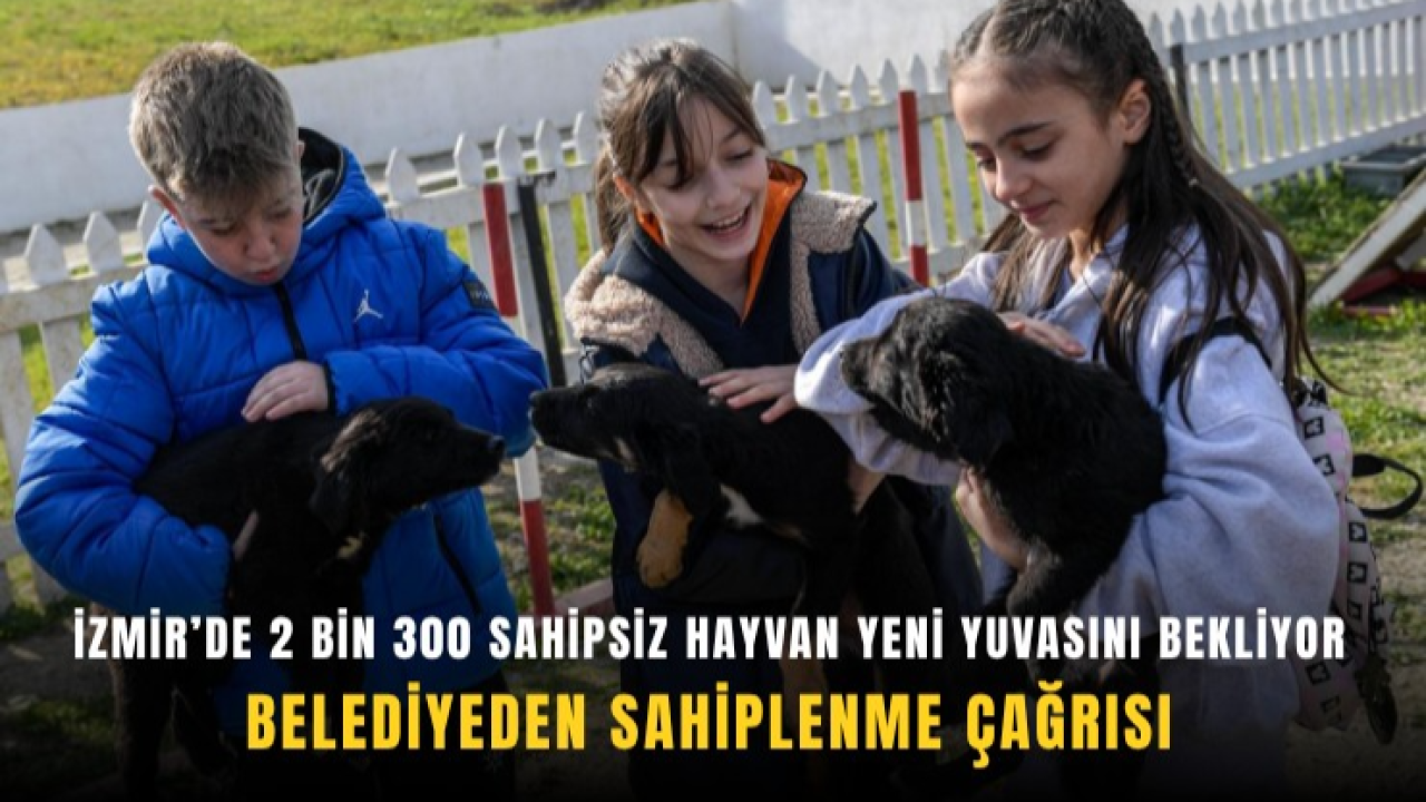 İzmir’de 2 bin 300 sahipsiz hayvan sıcak yuvasını bekliyor: Büyükşehir’den sahiplenme çağrısı