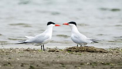 UNESCO Gediz Deltası’nda bahar coşkusu başladı!